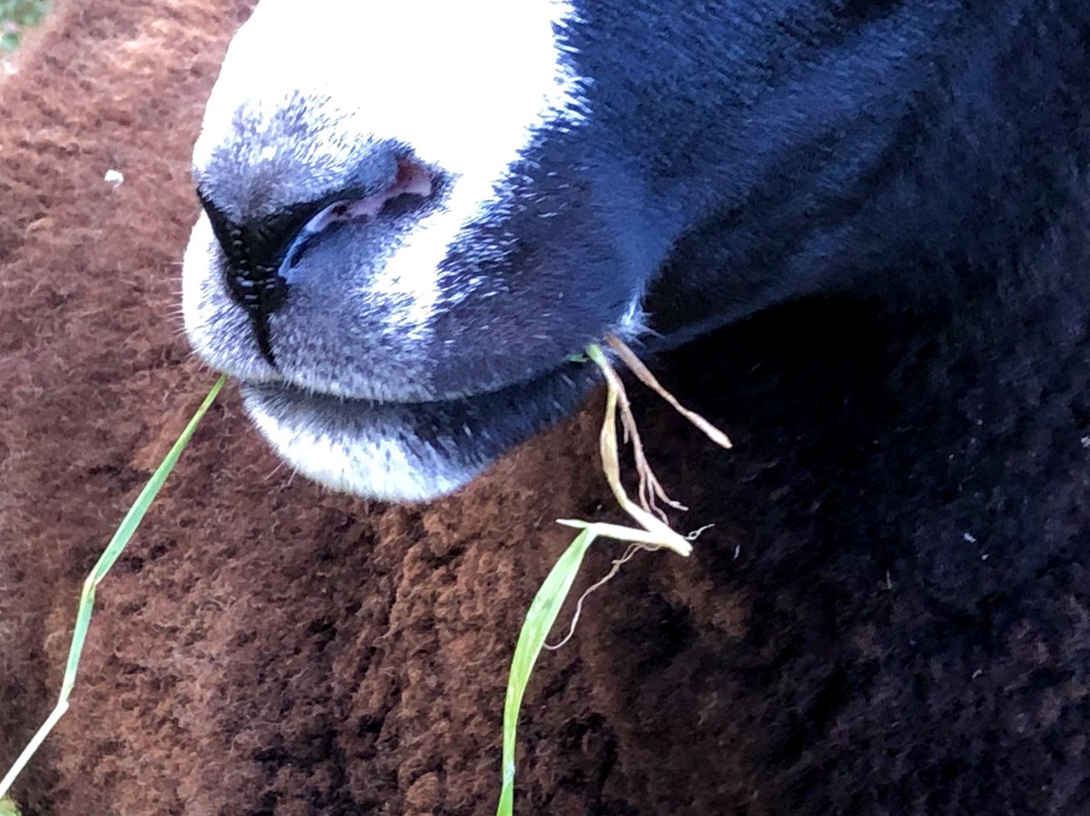 Green blades of grass Zwartbles nose