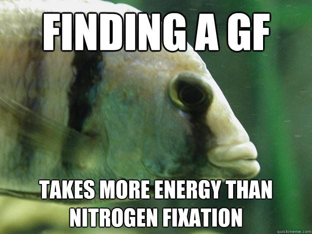 any other fish keeping incels out there? i'll never find a gf... https://t.co/B2YbAXKu33<a href="/tag/findom"class="tags"><span>#findom</span></a>