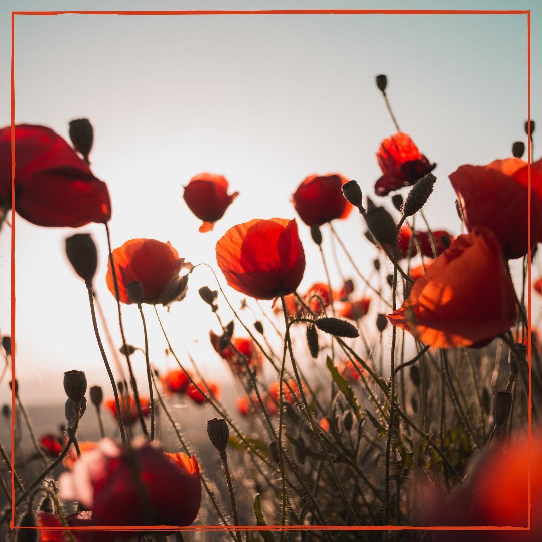Our Remembrance Service will be online at 10.45am on Sunday morning. You'll be able to find a link to the service on our Youtube channel, or by visiting our website stpaulsdorking.org.uk/livestream

#remembrance #churchonline #stpaulsdorking #dorking