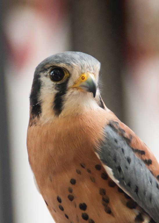 rivertownsmag's tweet photo. It’s a bird, it’s a plane…a Kestrel! One of many birds of prey to hit the River Towns in the great fall migration. Read all about our diverse ecosystem in every issue of River Towns Magazine. https://t.co/DDnRcmnrHX https://t.co/S58V6rJQxk
