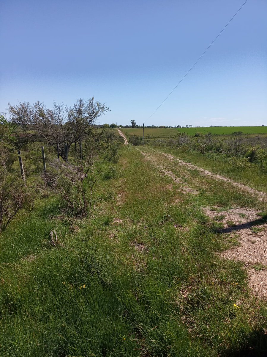 EntrebichitosMEN tweet media