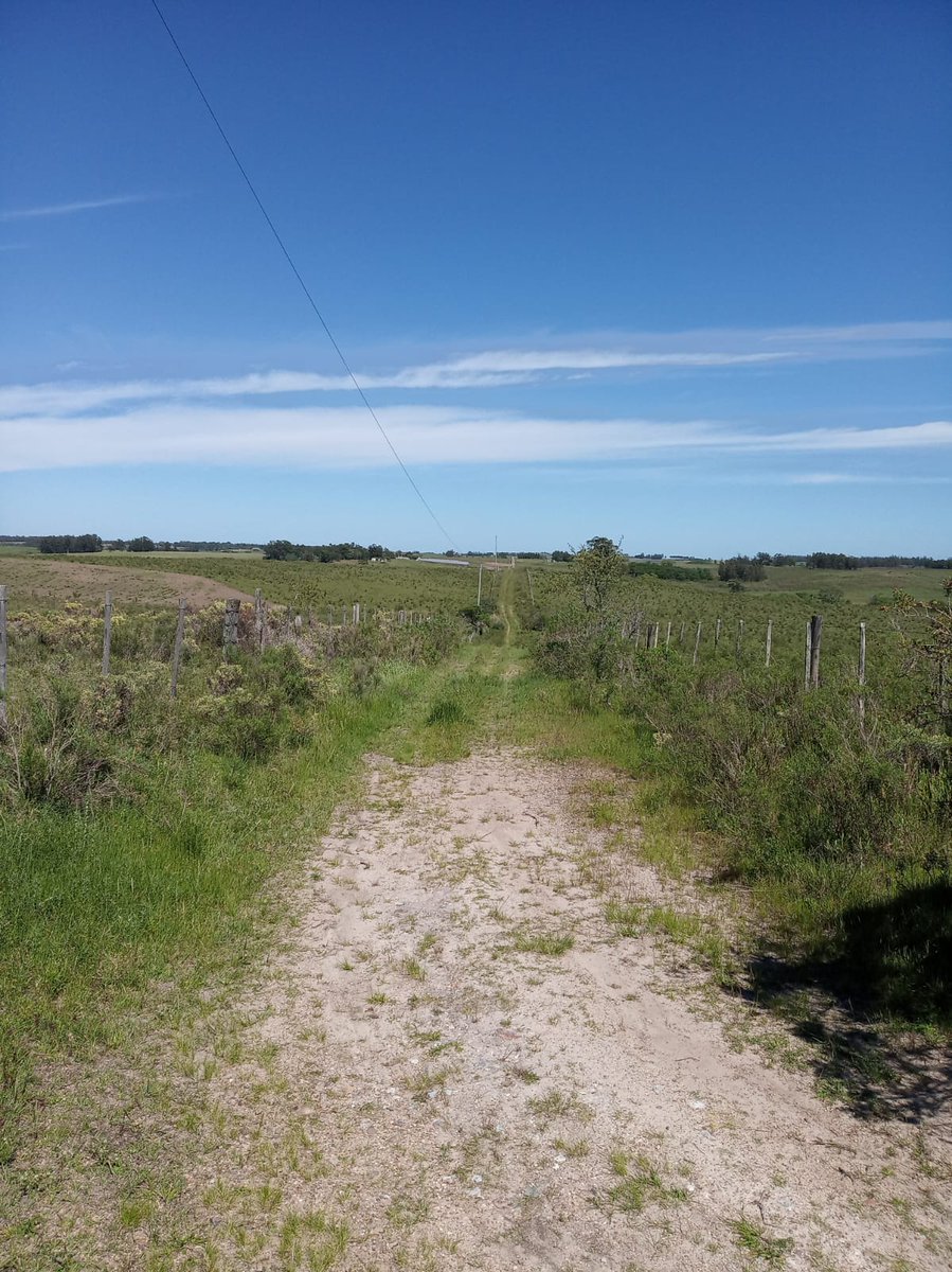 EntrebichitosMEN tweet media