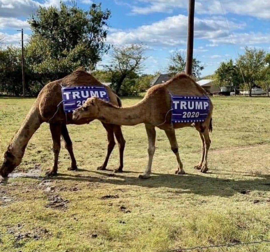 Mrs_CMartin's tweet photo. Only in Celina, Texas 
#Trump2020 #Trump https://t.co/PZn2fQoT7t