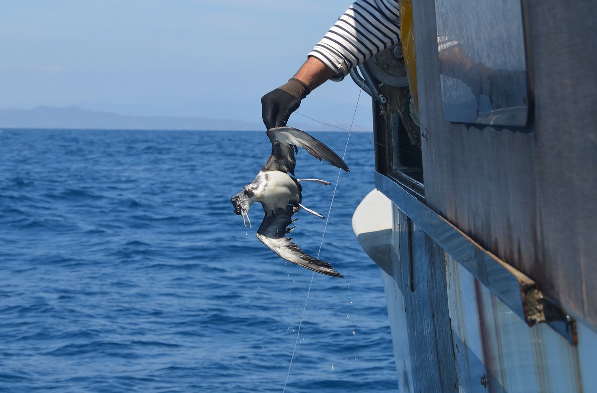_Ivan_Ramirez's tweet photo. Do time-closure areas work to avoid #seabird bycatch? What about Marine Protected Areas?
📣📣If you want to explore the answers, we may have a #job for you. Check the offer below and help us promoting it. We want a healthier Mediterranean Sea! 🌊
https://t.co/Jbx5LXfBdJ https://t.co/99IzPCB7KJ