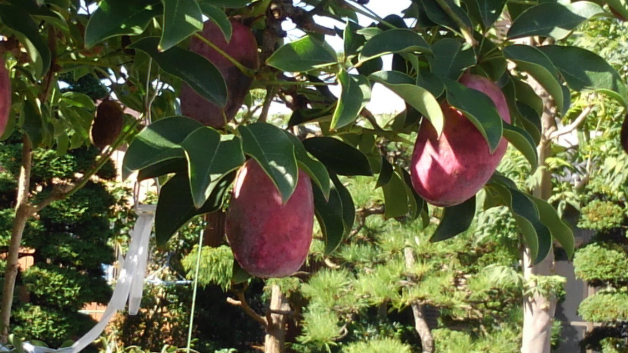 チエウサ ご近所のムベ 郁子 の実 ちょうど食べ頃でしょうか アケビに似ているけれどアケビのように割れて口が開くことはないそうです T Co Nt0akoalfb Twitter