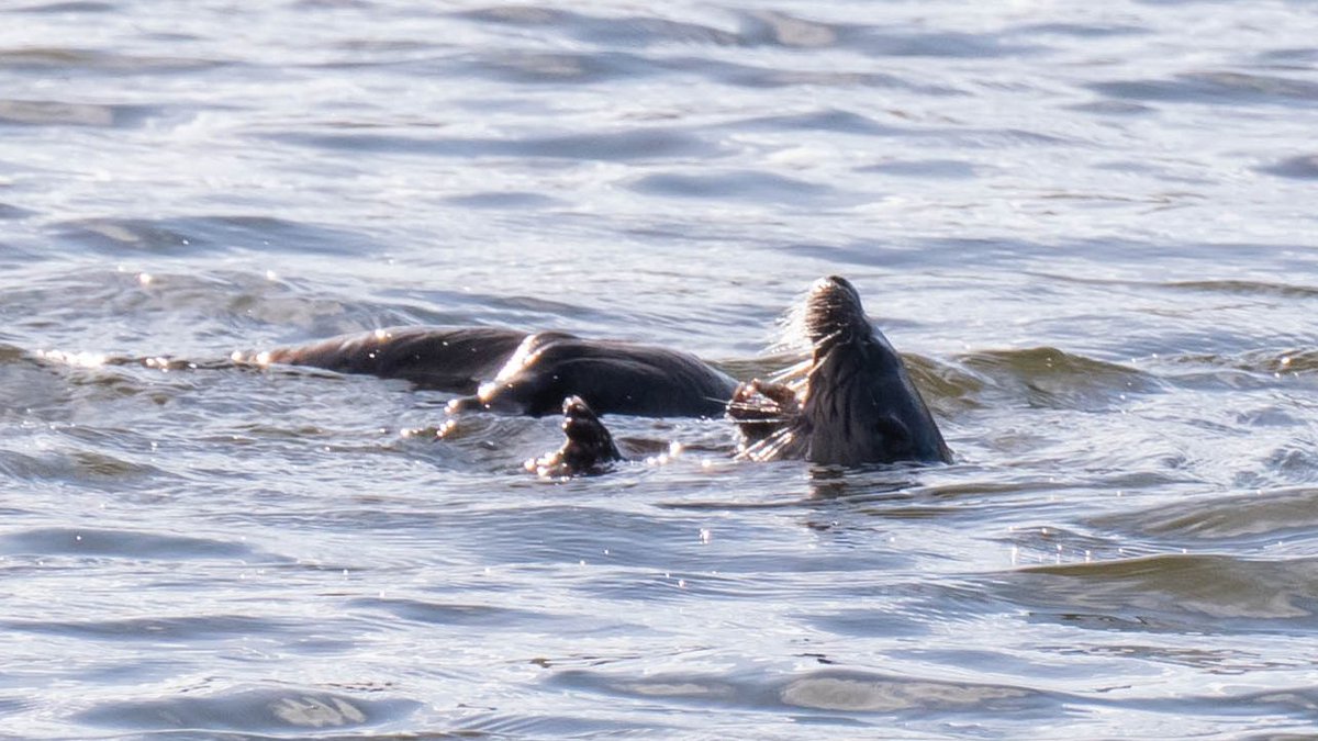 Begooo's tweet image. Hiya pal #DunsapieOtter