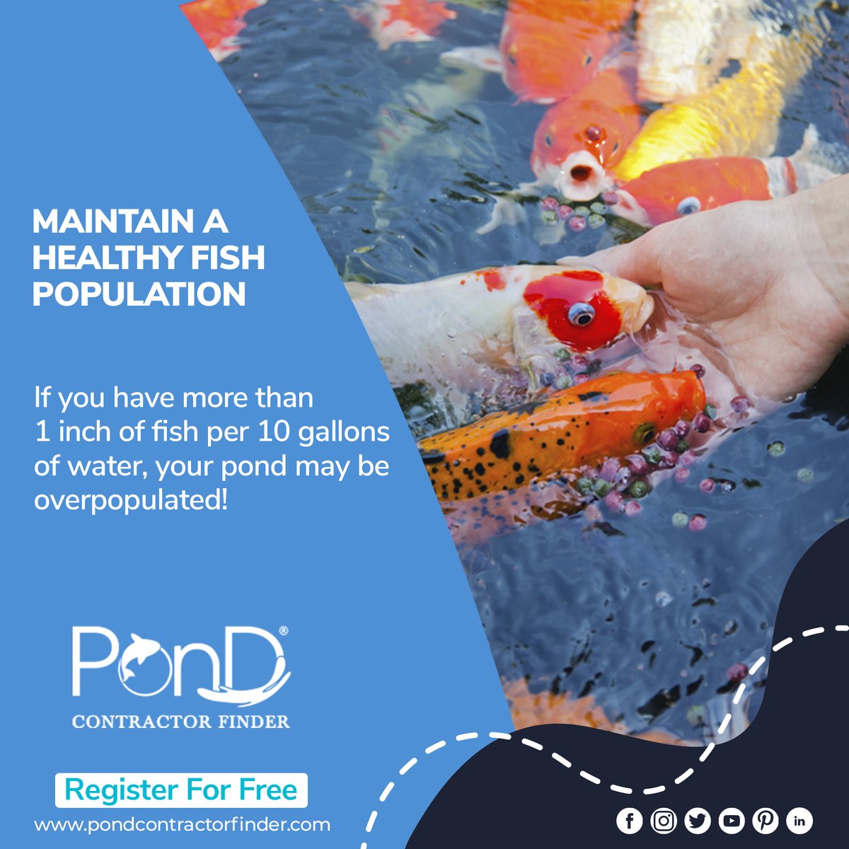 LocalPondPros's tweet photo. Here’s a quick tip for you to keep your Pond cleaner. One popular rule is 1 inch of fish per 10 gallons of water, but there is room for debate.
Read the full blog at https://t.co/Z706yQIgon
#PondContractorFinder #pond #backyardpond #landscape #beauty #koipond #fish #rocks #nature https://t.co/k25tCDkdNe