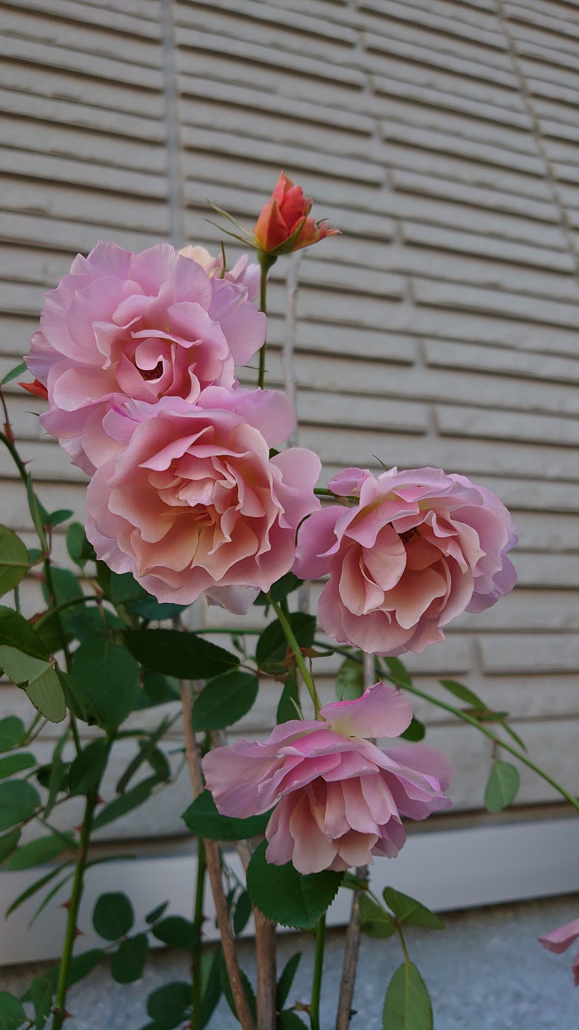 裏花火 昨年母が匙を投げて譲り受けたこの花壇の難所部分もこれで大分埋まってきた 強西日 強乾燥 軒のせいで雨当たらず なので乾燥に強いものばかり植えてるけど バラは水が好きなので維持を頑張る 薔薇のとなりのひょっと伸びてるのはスモークツリー