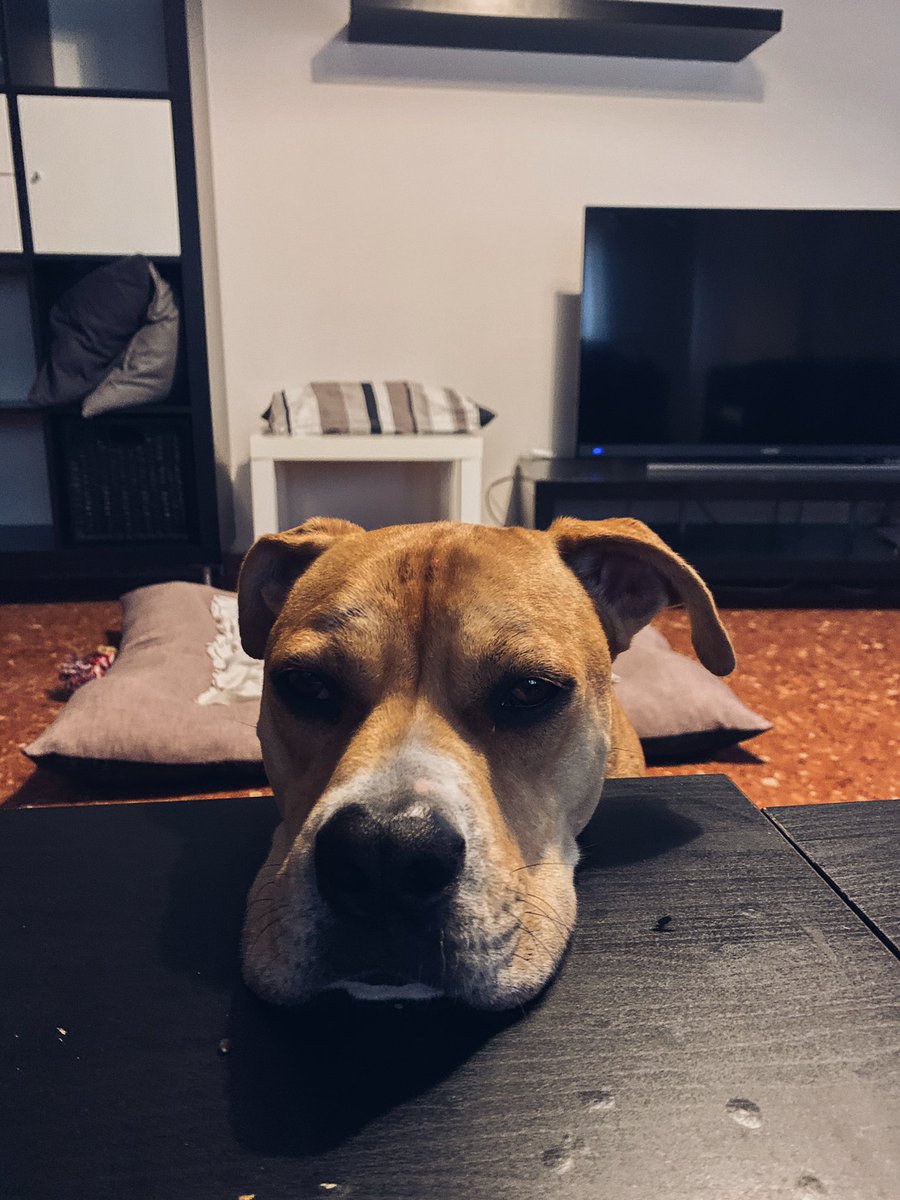 Este guapetón hasta hace días estaba en la protectora, nosotras nos podemos hacer cargo de él solo unos meses y ojalá pudiéramos quedarnos con él eternamente porque ya lo amamos, pero nos es imposible. Ayúdanos a buscarle un buen hogar para que sea muy feliz 🙏🏼💗