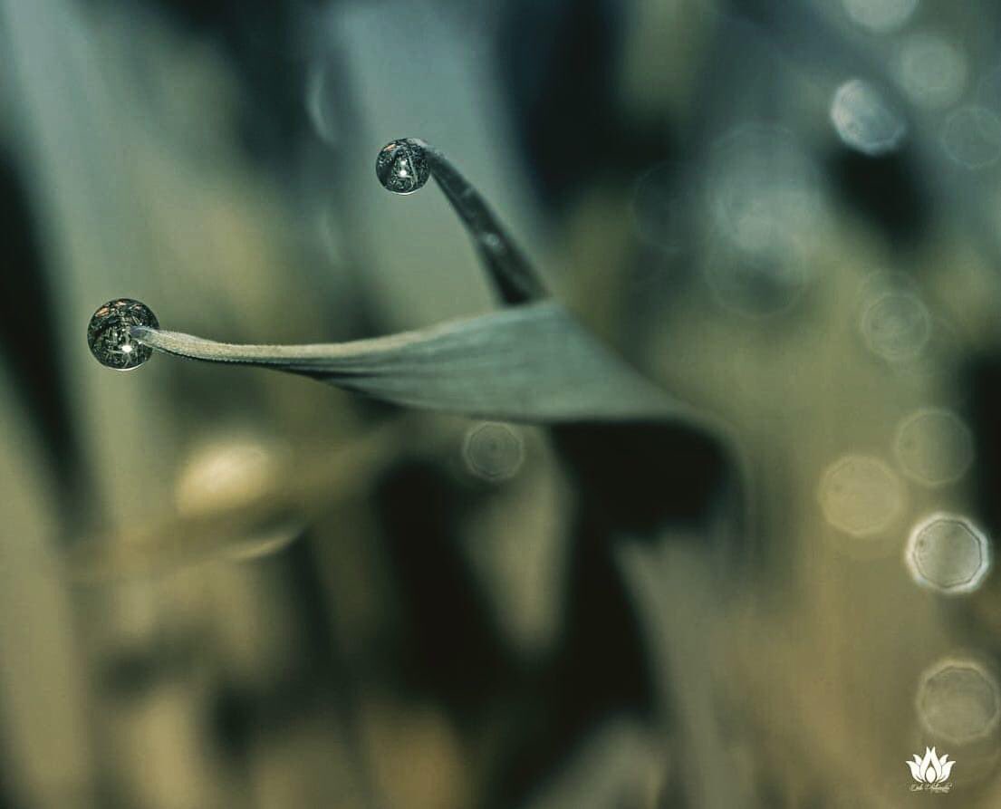 diphotographie's tweet image. Distant lovers 
#photography #photooftheday #NaturePhotography #macrophotography #droplets #Autumn #autumnvibes #beauty #canonphotography #closeup #drop_arts #photographyaddict #PhotographyIsArt #editing #bokeh #art #likeforlike #AdobePhotoshop #adobelightroom #photographer