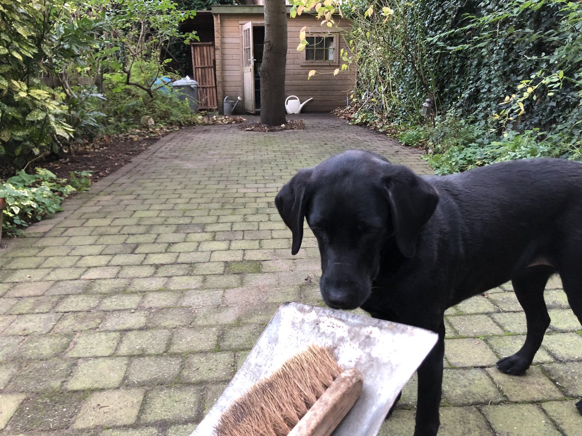 gregoryshapiro's tweet image. I just swept up in the garden with my dog. #CircleofConcern #CircleofControl. I’ll check back with #USElection2020 later.