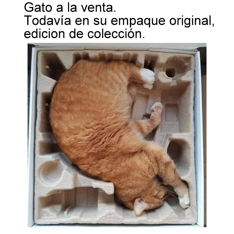 MemesDeGatos's tweet photo. Lleve ahora en el #BuenFin2020! https://t.co/YOujELv57e