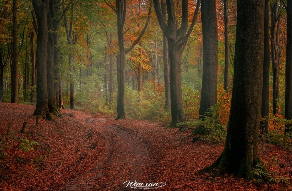 Yanmik's tweet photo. Autumn walk. #herfst #colours #autumn #kluisbos #trees #colorsofnature #photooftheday #nature #naturegram #natureshots #naturephotography #photography #stapaf #zoomnl #landscape #landscapephotography #belgianphotographer #topbelgiumphoto #visitflanders #… https://t.co/yGENyHUNP7 https://t.co/eB4o6YD52S