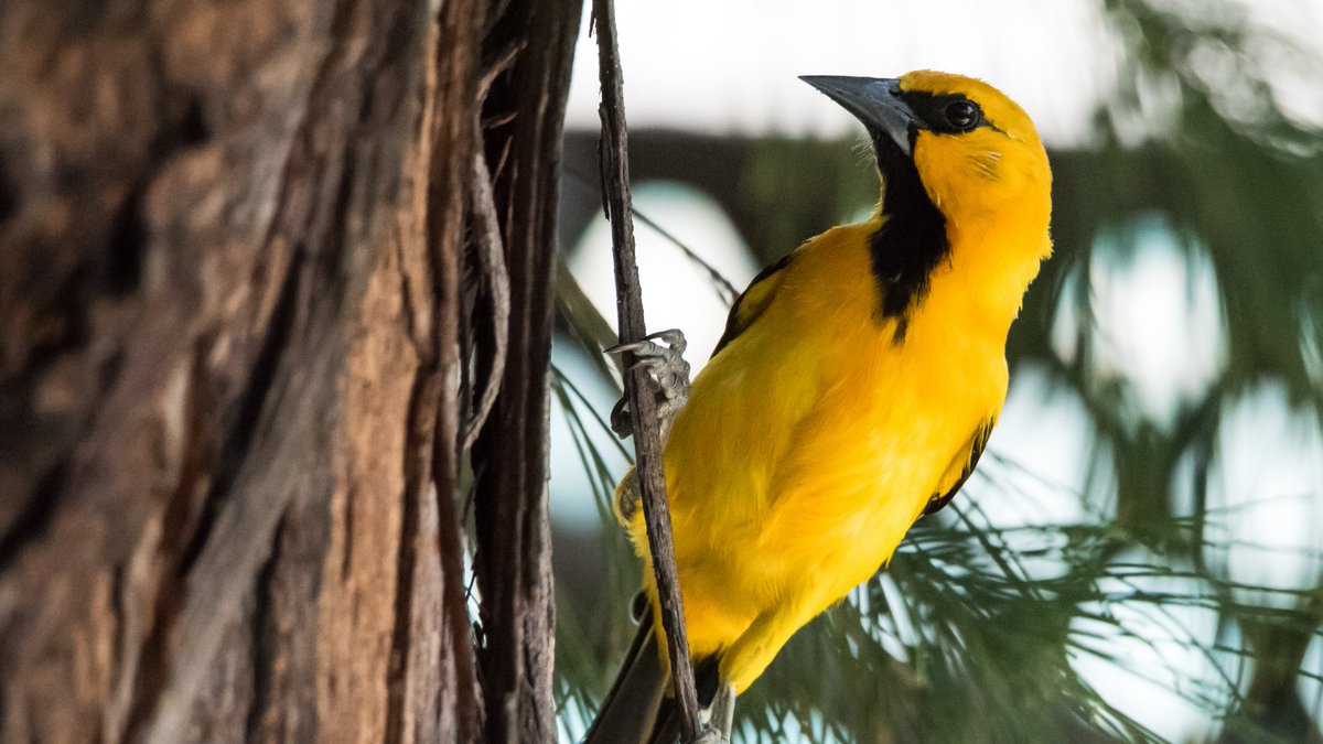 In Papiamentu the Yellow Oriole is called Trupial Kachó (the Dog Trupial) based on the barking sounds it makes. They’re highly skilled singers and very talented making nests for their young. ⁠🎶⁠