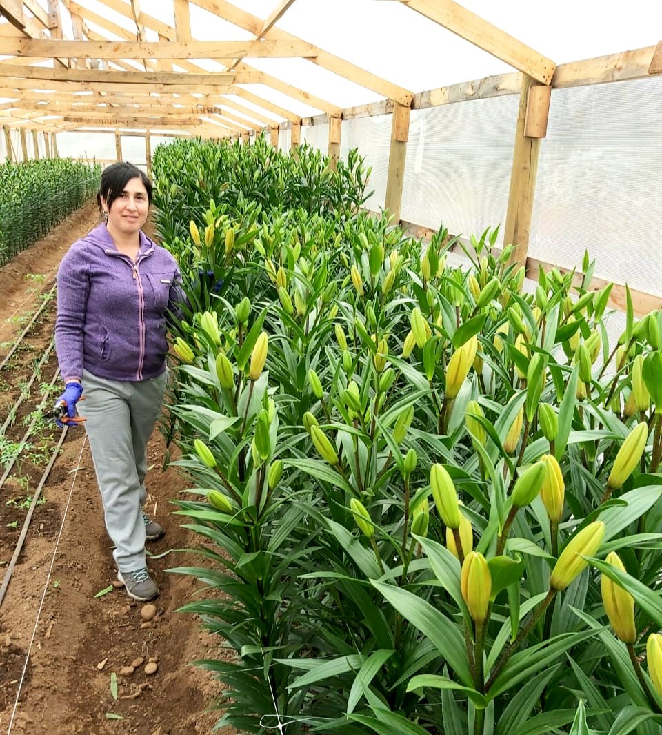 🔴Hermosas flores🌼💐 de corte de la temporada como lilium  y a precios muy convenientes, ofrece la 👩🏻‍🌾 productora, Yanett Balladares, del sector Trihueche en la comuna de #NuevaImperial. 
➡️Contacto 📲 :+56 989812579 
Apoyemos la #AgriculturaFamiliar
#CuidémonosEntreTodos
