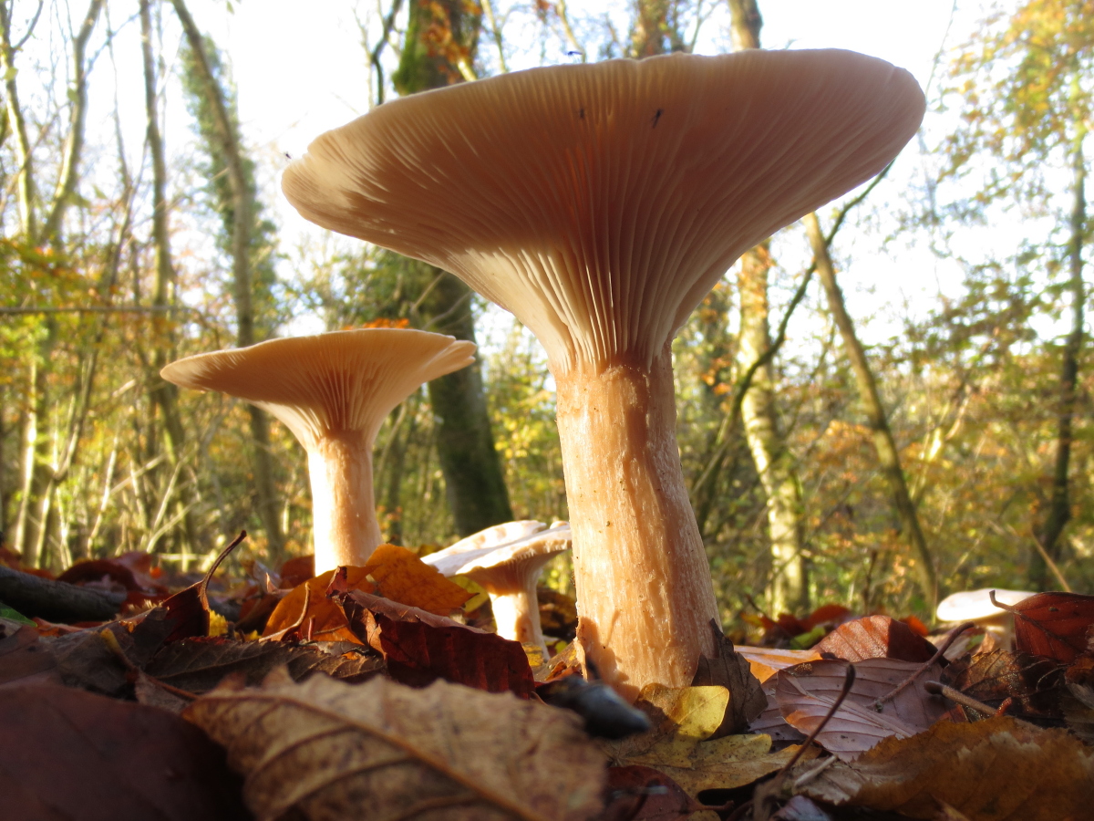 naturebygreen's tweet photo. A simply gorgeous day outside with school children exploring their local meadows and woodland.
Their wonderful observations and photography of nature
@SappertonSchl  @MurmurOfWonder @BBCSpringwatch https://t.co/6KOGozXme7
