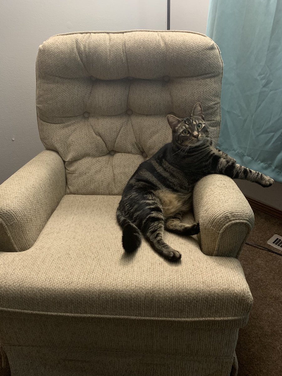 saco_lynn's tweet photo. @enews This is Maisey. And this is her chair. Sometimes I think she thinks she human. https://t.co/Y4vCYeC8SH