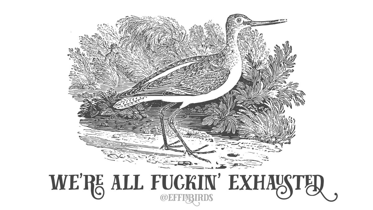 EffinBirds's tweet photo. https://t.co/Ln80MlLaGB