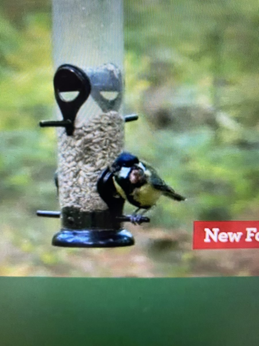 elle_holder_'s tweet photo. @BBCSpringwatch Keep seeing this poorly Great Tit with tumours on the live cam feeder. Any idea what is wrong with it? :( #Autumnwatch https://t.co/mZ74hrQEuj