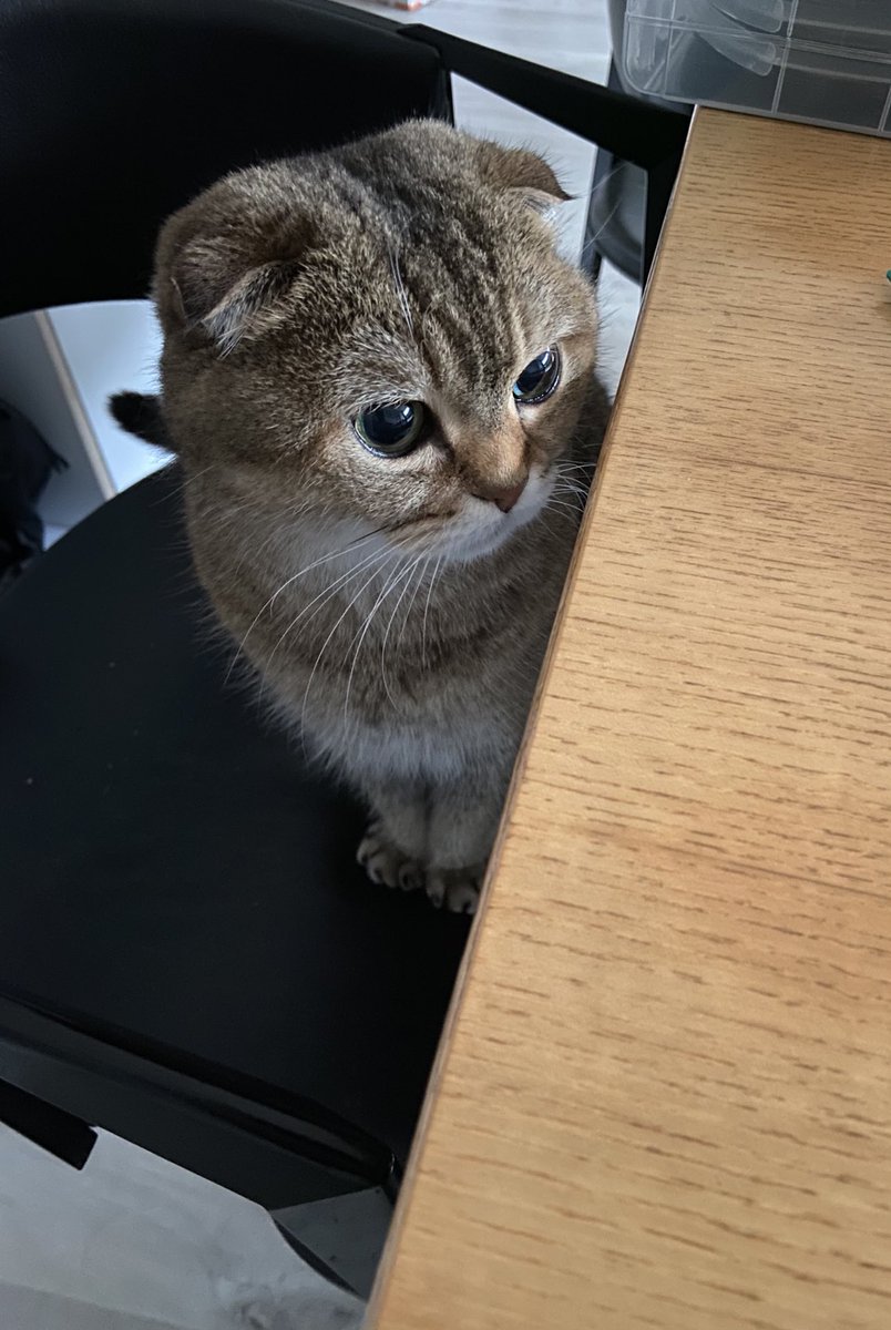 Noodlesthecat1's tweet photo. Work harder humum!!! Dinner must be on time #strictboss https://t.co/dFUo1HjfhT
