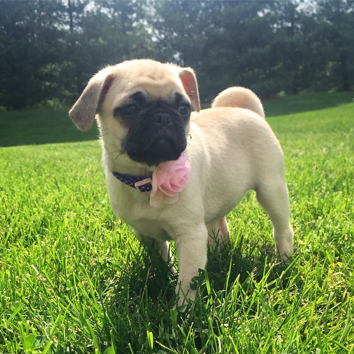 DoublePuggle tweet picture