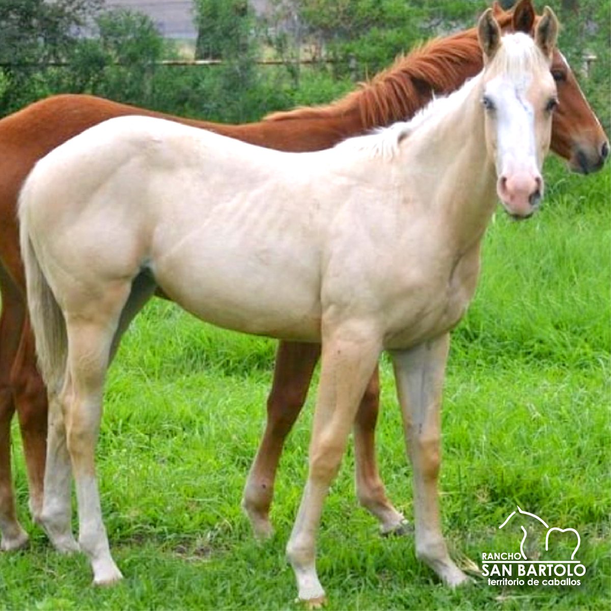 Potranca Palomina del Charrasqueado