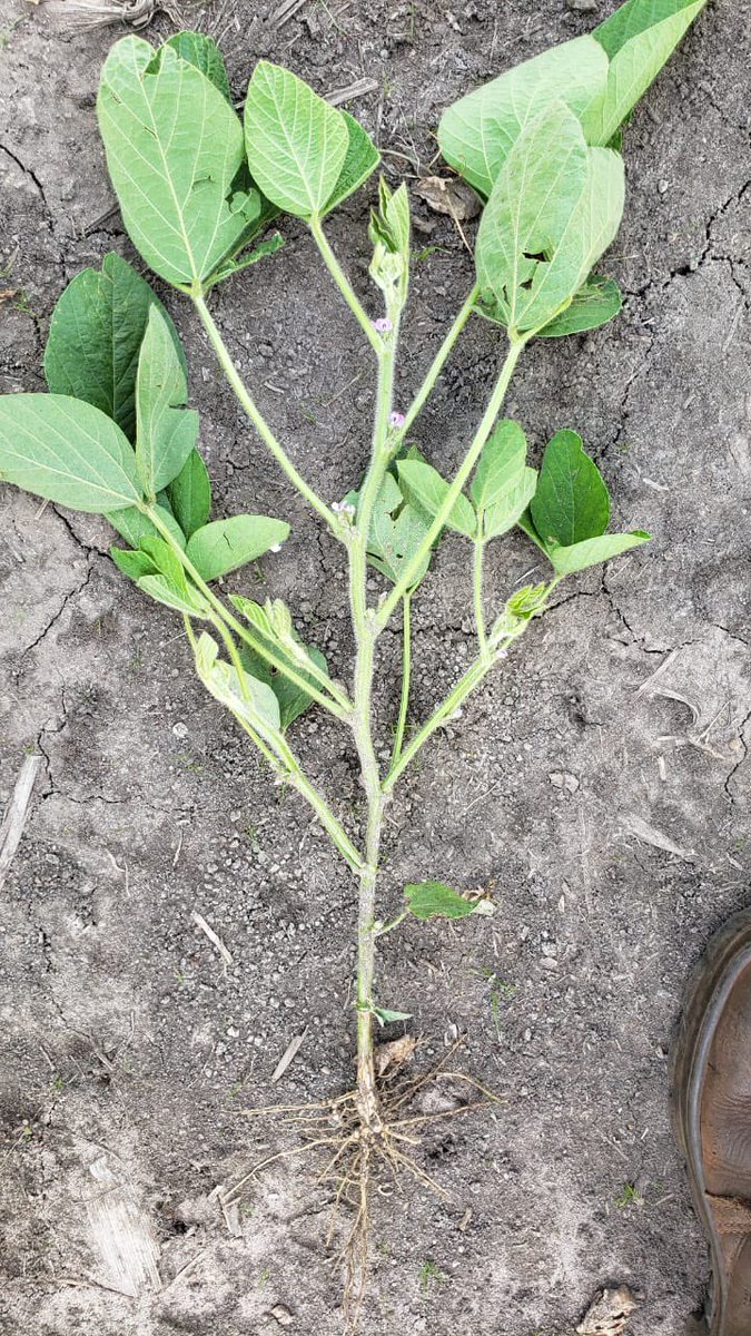  #soybean flowering #agro #brazil