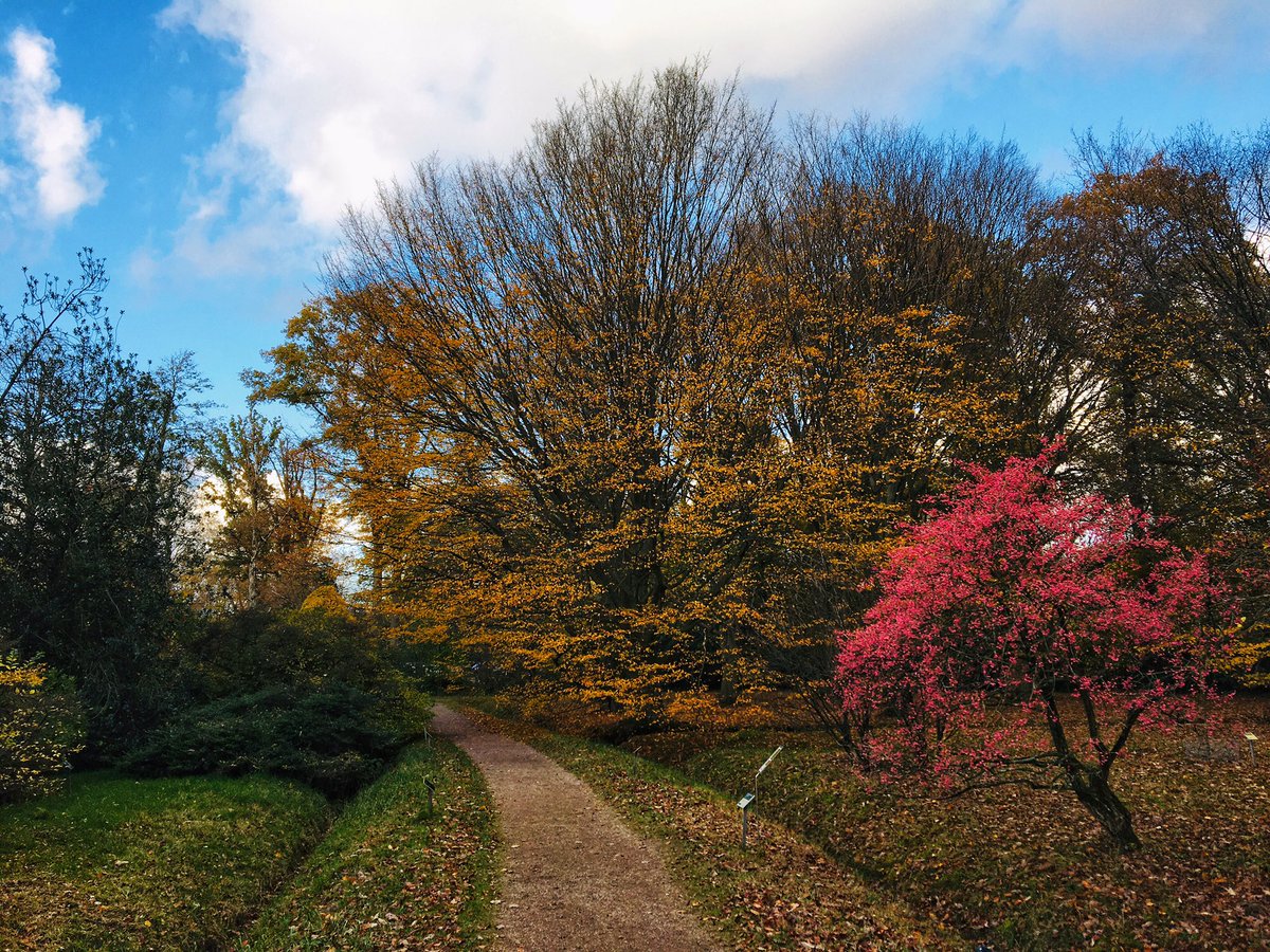 De prachtige kleuren van de kardinaalsmuts in de herfst in Arboretum Poort Bulten 💕 #arboretum