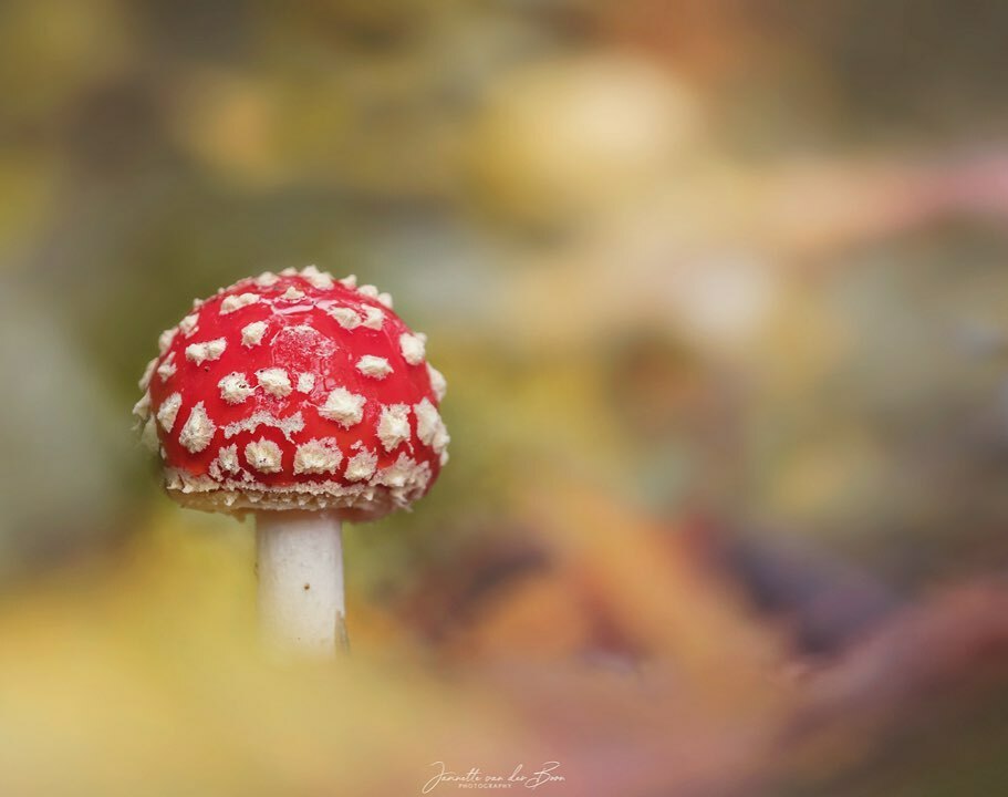 jannettevdboon's tweet photo. “ On my own...”
—————————————————
#vliegenzwam #flyamanita #zoomnl #herfstfotografie #cameranu_paddenstoel20 #instanetherlands #macro_brilliance #macro_delight #macro_highlight #1macroshot #nb_nature_brilliance #featured_macros #happy_life_captures #ig… https://t.co/CZwebkfcrG https://t.co/SstT2m0Zac