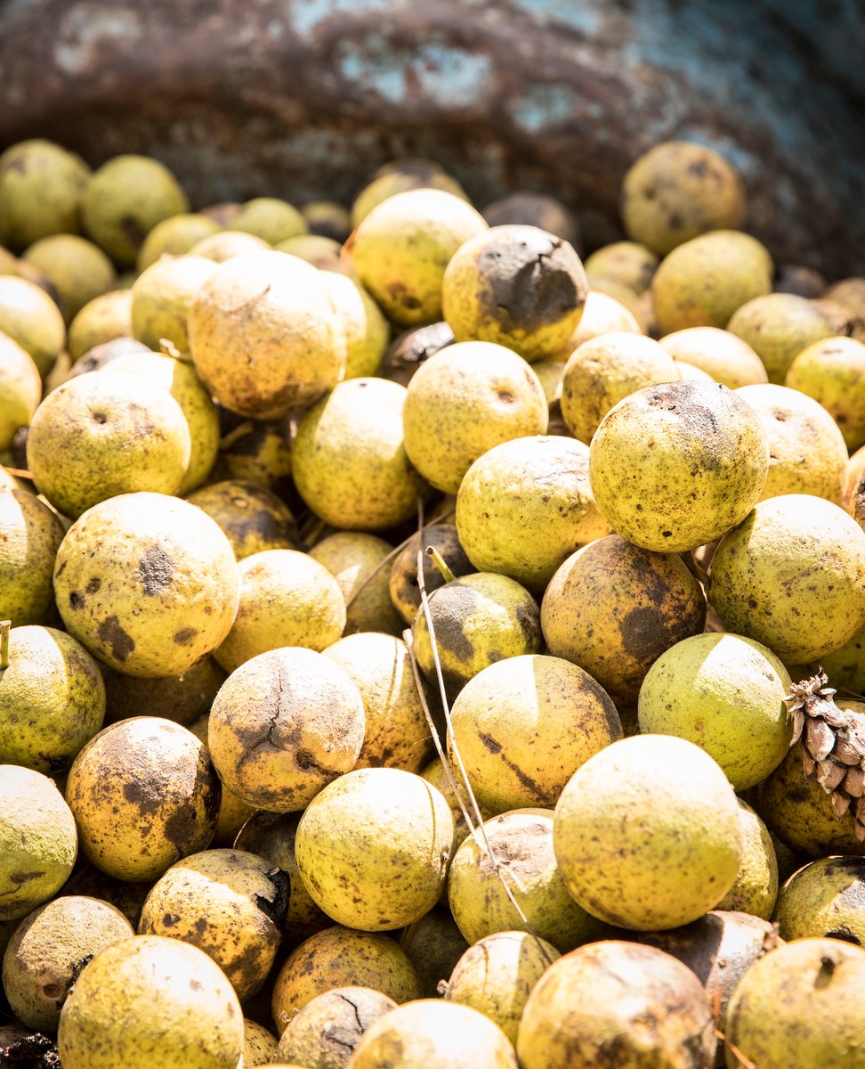 BlackWalnuts's tweet photo. If this isn't perfect black walnut harvesting weather, we don't know what is! Many hulling stations will still be open through this week! 

Be sure to call your local operator to check on their dates and availability! https://t.co/mC7vjJFNx8