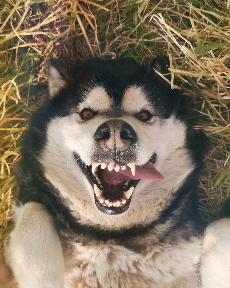 marklykos7's tweet photo. The classic mad face of maya she makes when lying down. 🤣🤣🤣

#crazydog #dogface #maddog #happydog #memedog #huskymeme #alaskanmalamute #dogeye #dogeyes #huskyselfie https://t.co/bPfBxq56Z7