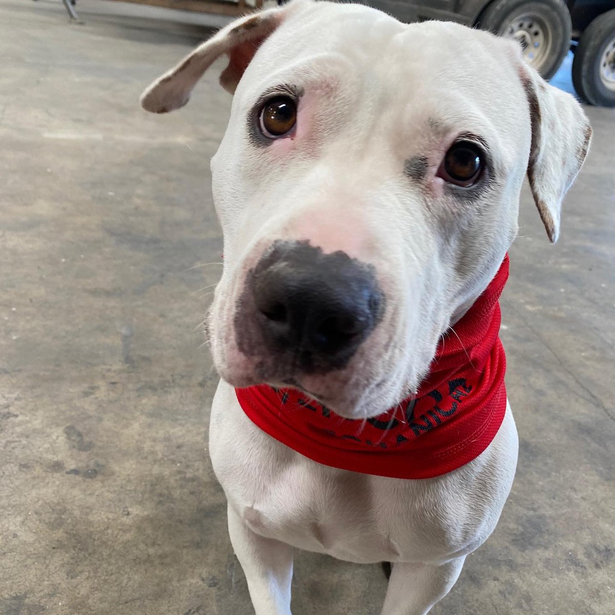 EncoreMech's tweet image. Encore Mechanical’s pet of the week! 
Meet Chrissy. Her favorite pastime is chasing cows, playing fetch, and stealing Paul’s chair. Did we mention she loves to cuddle!? One thing she really doesn’t like is the cold, but who could blame her?
