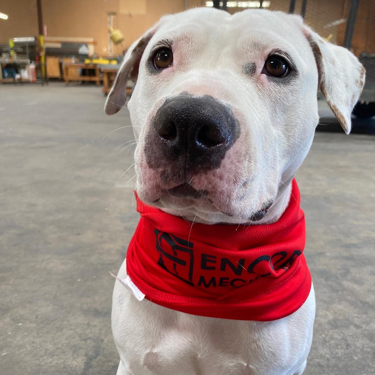 EncoreMech's tweet image. Encore Mechanical’s pet of the week! 
Meet Chrissy. Her favorite pastime is chasing cows, playing fetch, and stealing Paul’s chair. Did we mention she loves to cuddle!? One thing she really doesn’t like is the cold, but who could blame her?