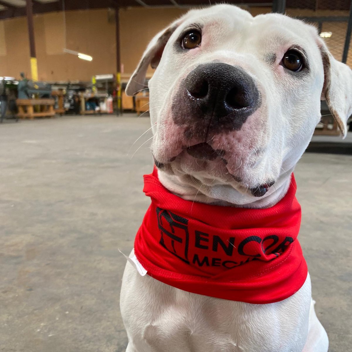 EncoreMech's tweet image. Encore Mechanical’s pet of the week! 
Meet Chrissy. Her favorite pastime is chasing cows, playing fetch, and stealing Paul’s chair. Did we mention she loves to cuddle!? One thing she really doesn’t like is the cold, but who could blame her?