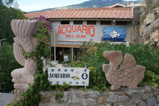 western_elba's tweet photo. If you are a lover of the underwater life, you can't miss the #AcquarioDellElba in Marina di Campo. It is considered one of the most complete existent Mediterranean aquariums. It's a must for adults and children! https://t.co/QVypEt5VTD