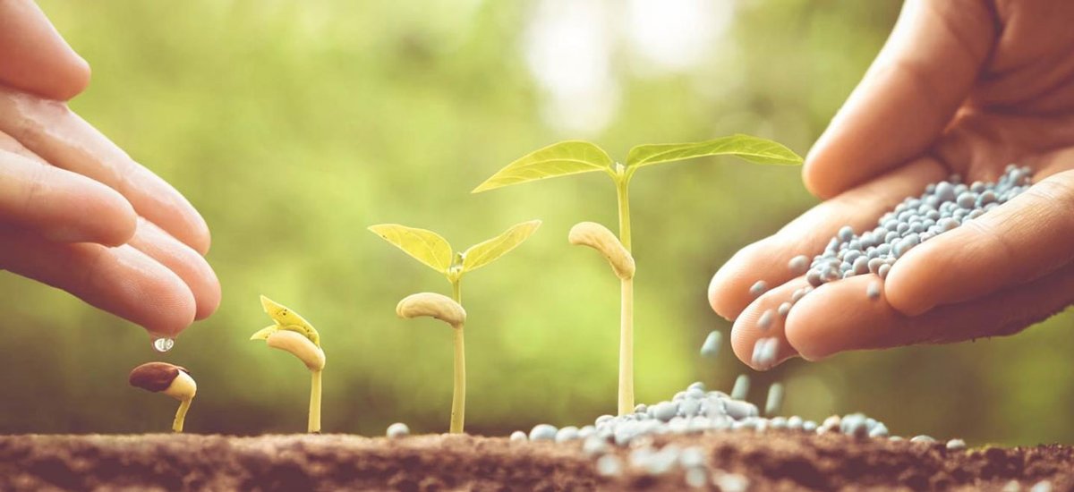 agrowareLATAM's tweet photo. Las plantas pueden adquirir sus nutrientes de diversas maneras, por medio del aire, a través de sus hojas y del suelo a través de sus raíces🤓🌱 Y por supuesto se puede ayudar a nutrirlas con apoyo de fertilizantes ya sean químicos u orgánicos 👩‍🌾🌱
https://t.co/YAX76njoH0 https://t.co/UAbdVXZZLw