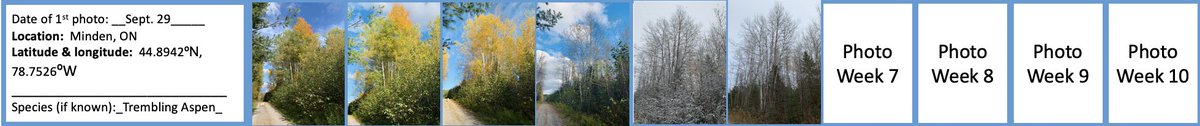 TLJKelly's tweet image. Week 5 #ProjectTree for the trembling aspen across the driveway. 
By paying a lot of attention to these 2 trees, I've ended up paying more attention to a lot of other trees, nearby plants, animals, etc., &amp;amp; how different the trees look under various weather conditions.