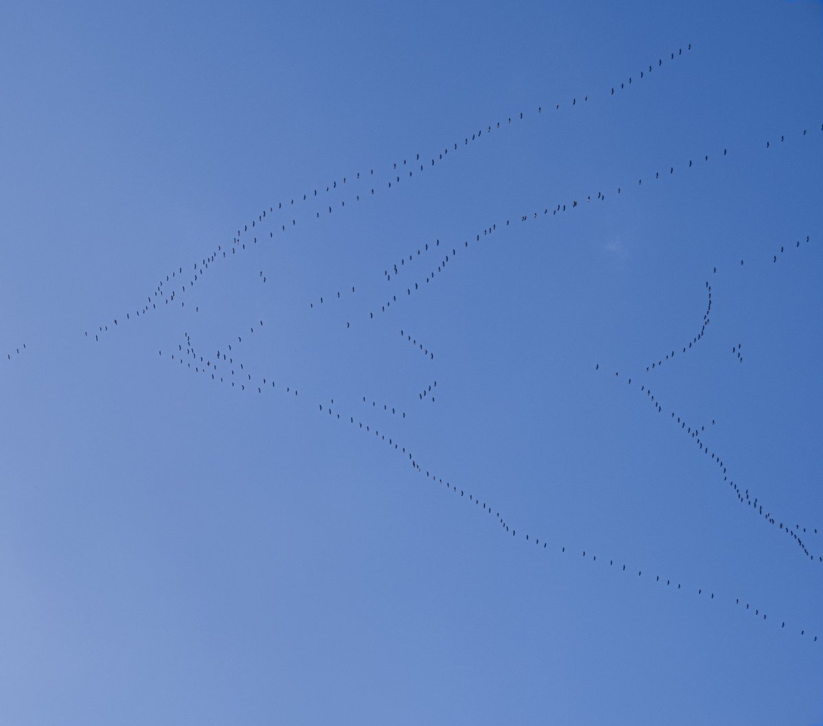 thomasollendorf's tweet photo. Tausende #Kraniche heute Nachmittag über #Bonn im #Formationsflug #cranes 🤔🔎 @WDRaktuell @gabonn https://t.co/DSHnBJloei
