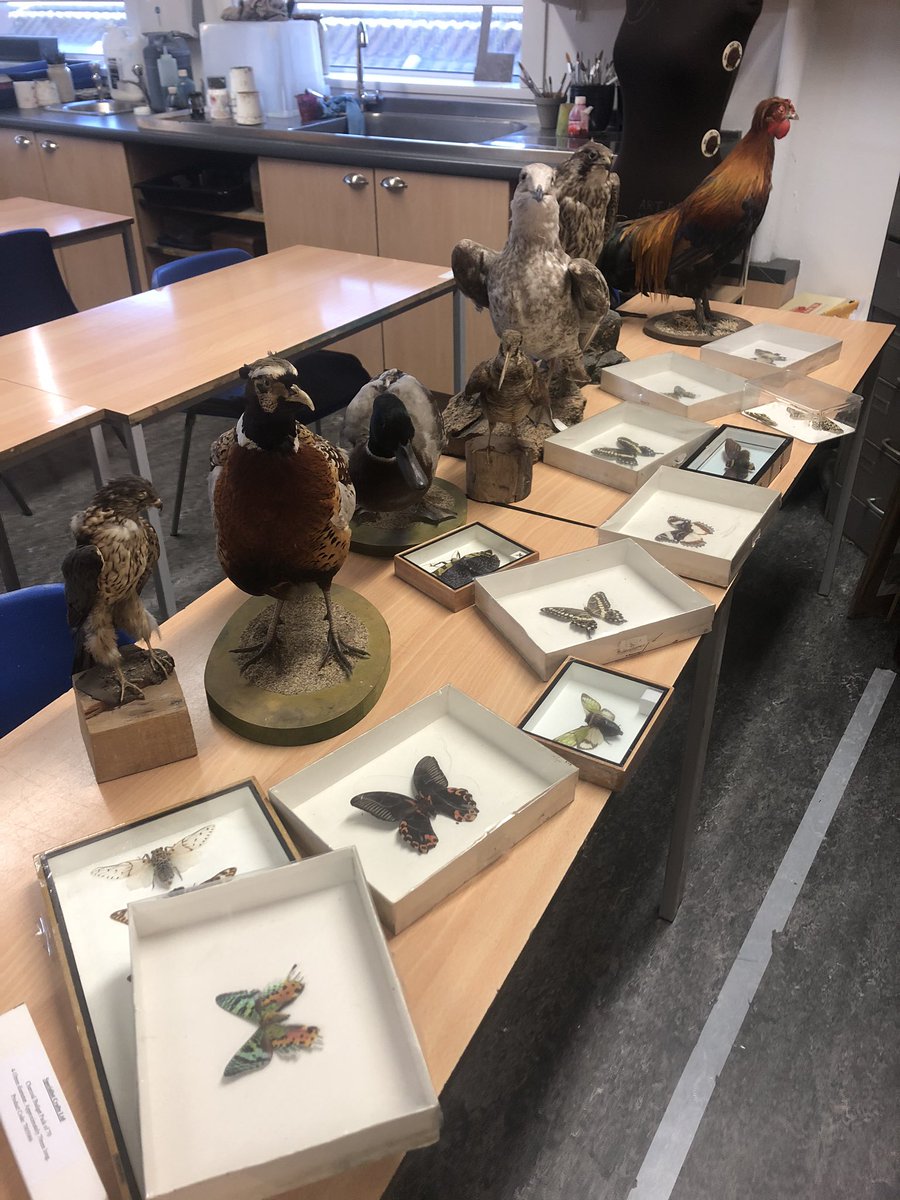 Prepping and sanitising some interesting objects for some observational drawing tomorrow with my first ever class, can’t wait to see their faces when they see this collection of feathered friends 😂  #EDPGDE <a href="/MorayHouse/">Moray House School of Education and Sport</a>