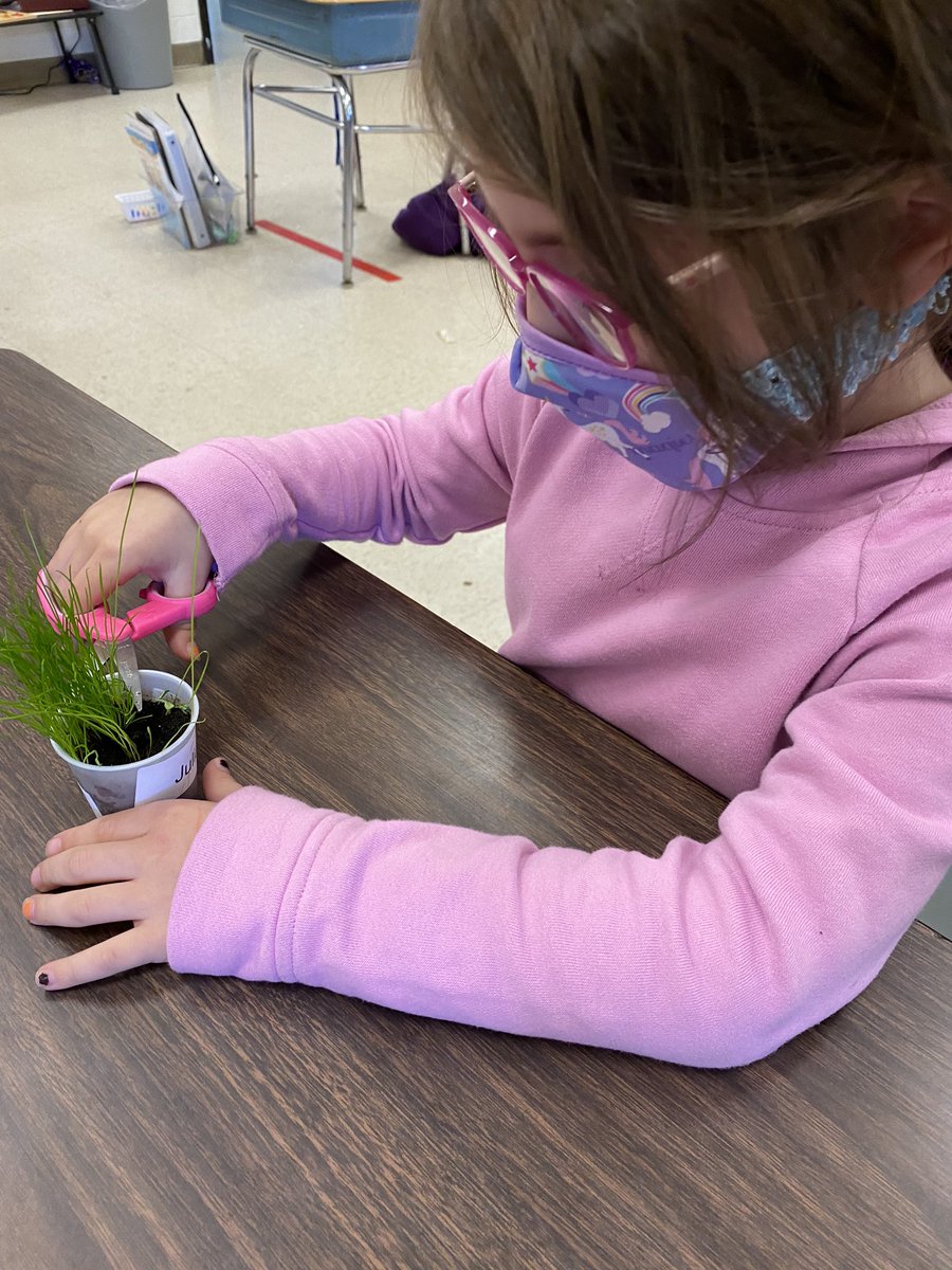 murphylps's tweet photo. Need end of the year lawn maintenance? Hire the LES Grasshopper Landscaping Company for all your lawn care needs! .... #firstgradefun @FOSSscience #hybridlearning “What will happen when we “mow” our lawns?” https://t.co/hu5UGHYWxZ
