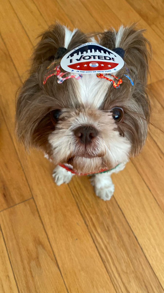 ShihTzuMolly's tweet photo. I voted! #ShihTzu #ElectionDay https://t.co/OJLIiBS8Jf