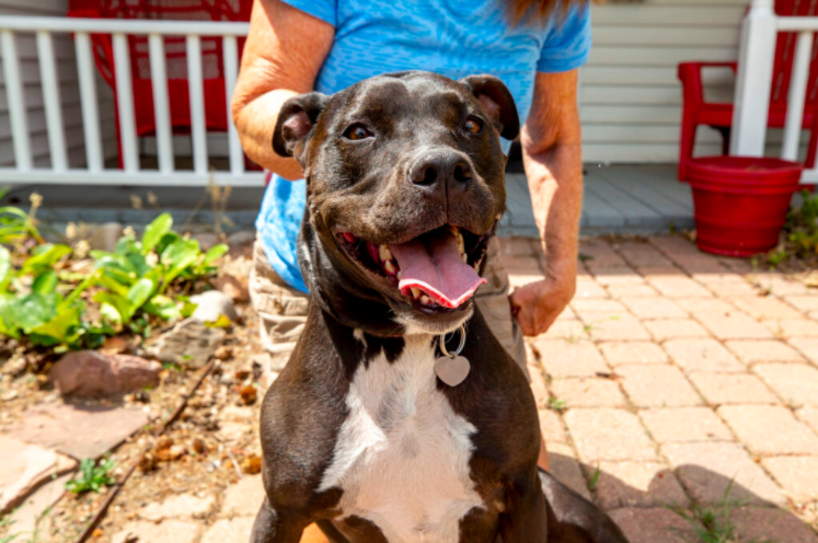 EstebanHRZ's tweet photo. It's official: Denver will allow pit bulls in the city. The city just sent out a message to start the process for pit bull owners to legally register their dogs in Denver. https://t.co/hkLYewVlG2 #Election2020 https://t.co/HN4n43WFCT