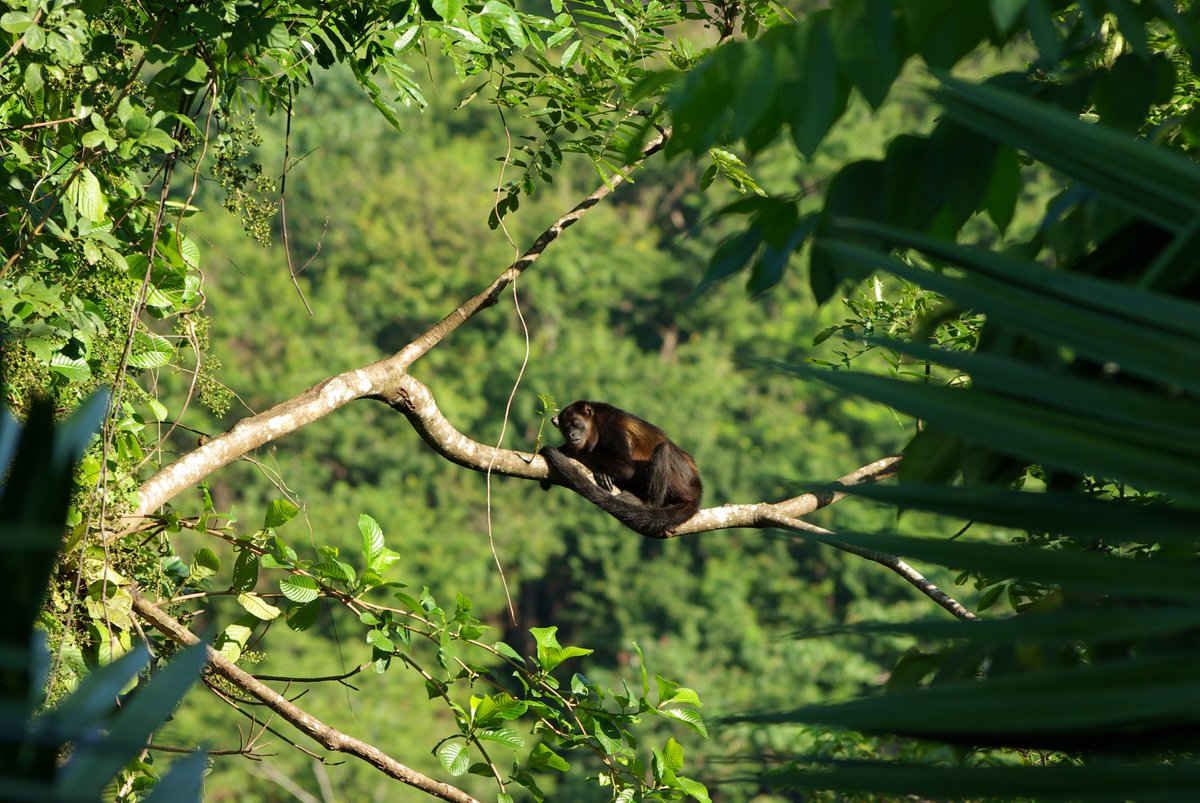PlacesUs's tweet photo. De Howler Monkeys in Costa Rica zijn vernoemd naar hun diepe brul geluiden die tot wel 5km ver te horen zijn. Een oergeluid waar ik een grote glimlach van op mijn gezicht krijg🥰 Costa Rica: coming soon op https://t.co/WrAC978XwK 
#travel #CostaRica #inspiration #reizen #natuur https://t.co/zy1maYIch4