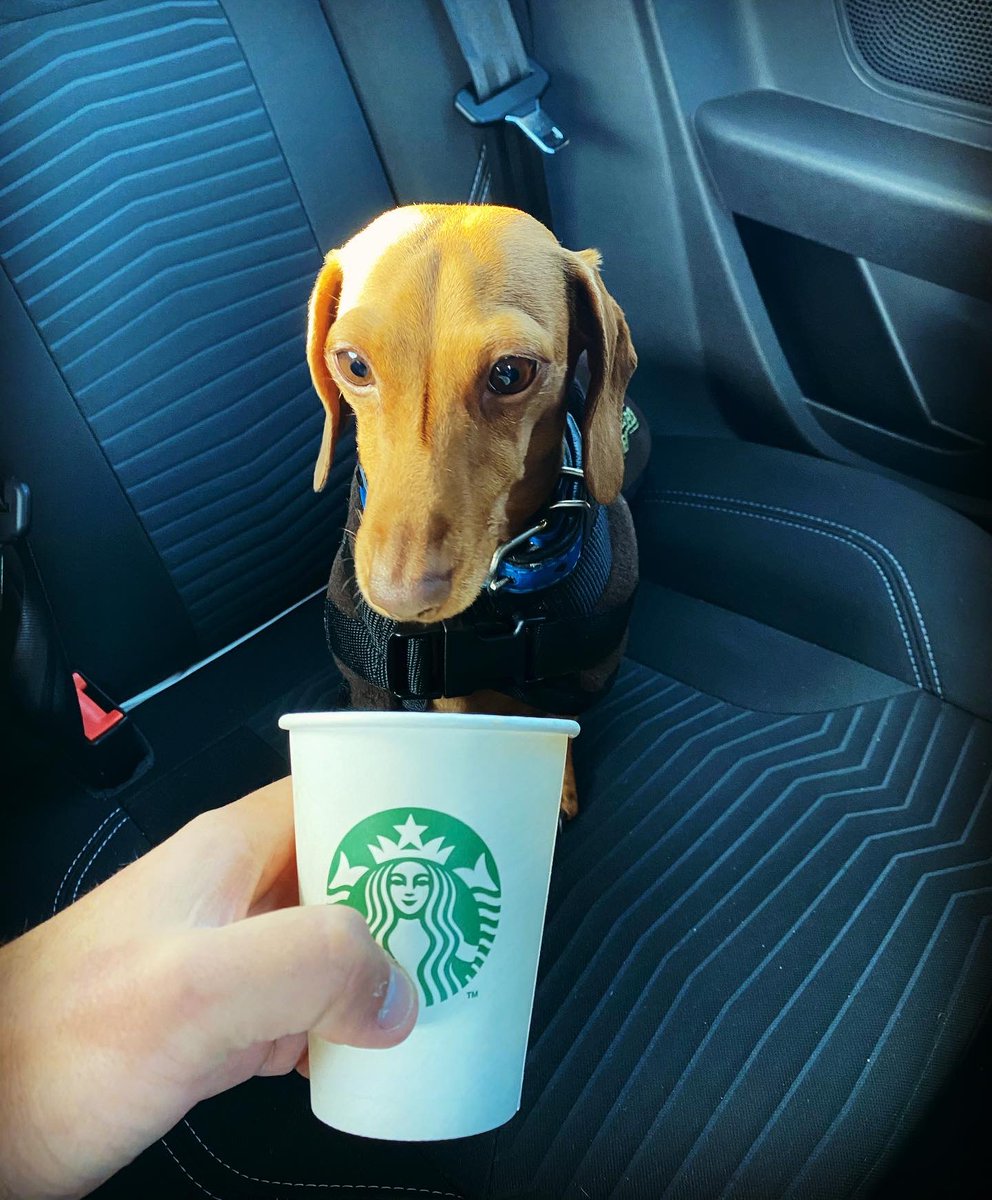 Frankie having his first puppuccino <a href="/StarbucksUK/">Starbucks UK</a>