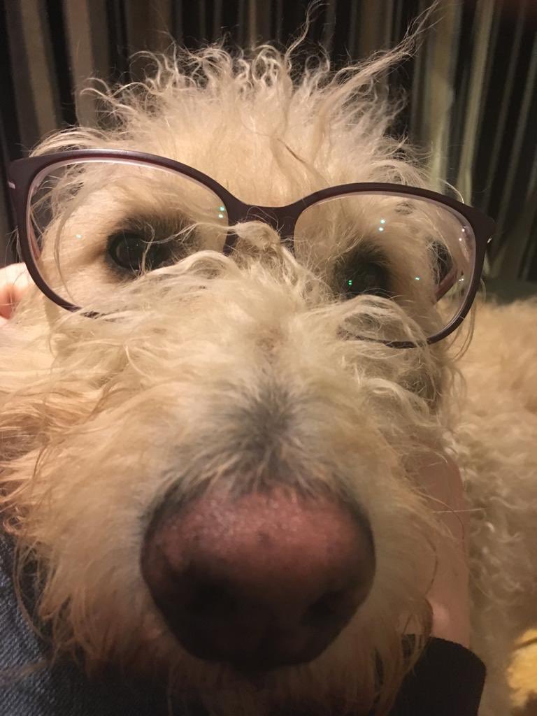 My Dog’s Life (mydogslifemag) Twitter