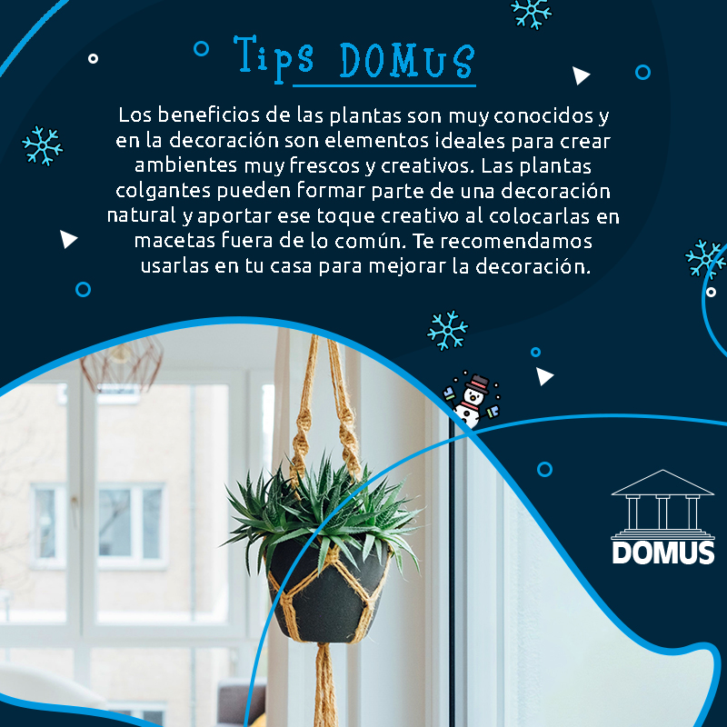 inmodomus's tweet photo. Los beneficios de las plantas son muy conocidos 💐 y en la decoración son elementos ideales para crear ambientes muy frescos y creativos 😉. Si usas plantas colgantes en macetas creativas 🎍 le darán mucha personalidad a tu decoración. 🏡😁
#InmobiliariaDOMUS #ConsejosDOMUS https://t.co/5lALPqzYSS