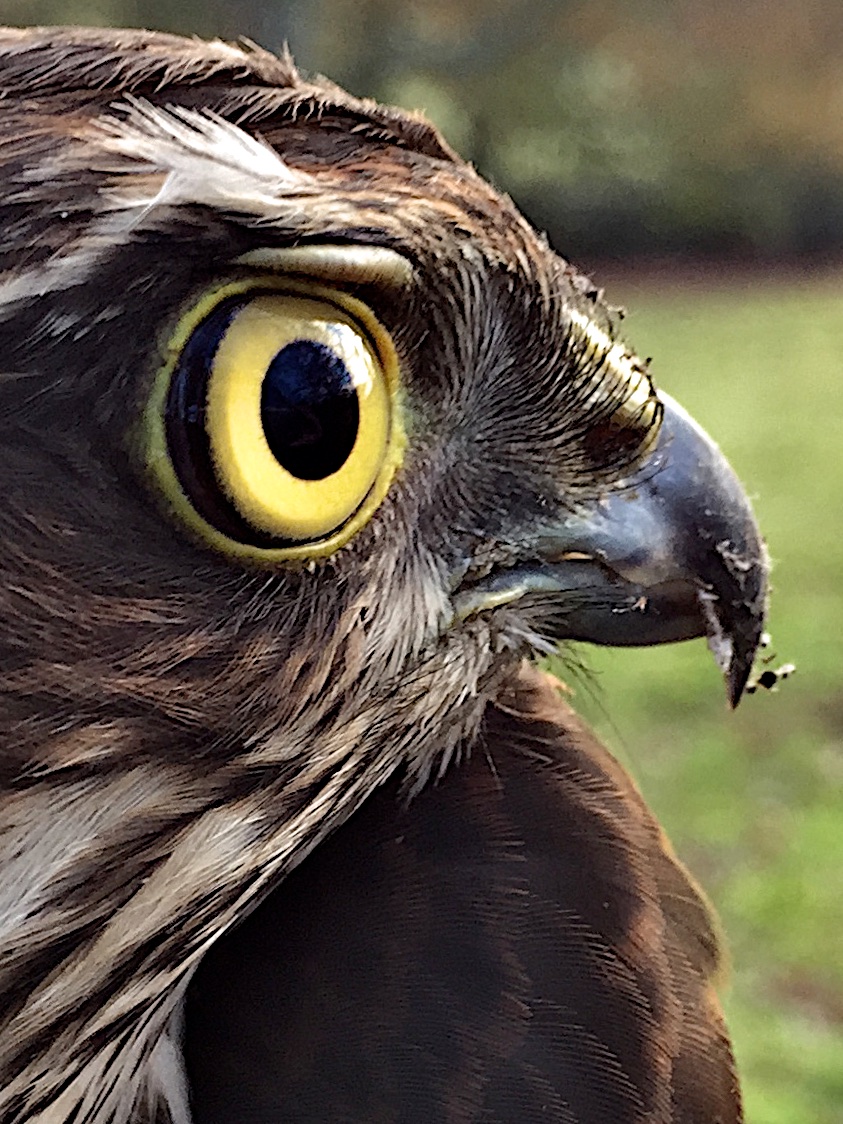 As noses go this one is quite sharp - sparrow hawk