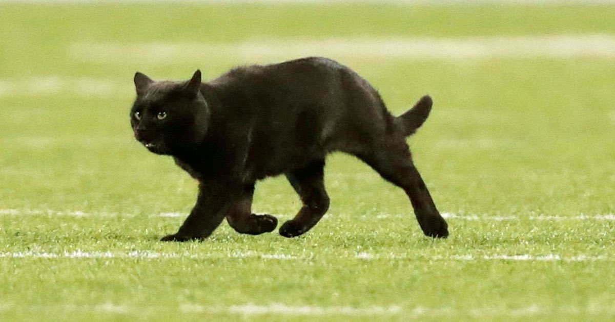 Today marks one year since the black cat ran on the field during Cowboys-Giants on MNF.

Since then:

Cowboys have gone 5-11, and Dak Prescott broke his ankle, ending his 2020 season

Giants have gone 3-12, and Saquon Barkley tore his ACL, ending his 2020 season