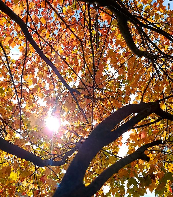 screamingdaises's tweet image. New artwork for sale! - "Find your peace" - fineartamerica.com/featured/find-… @fineartamerica