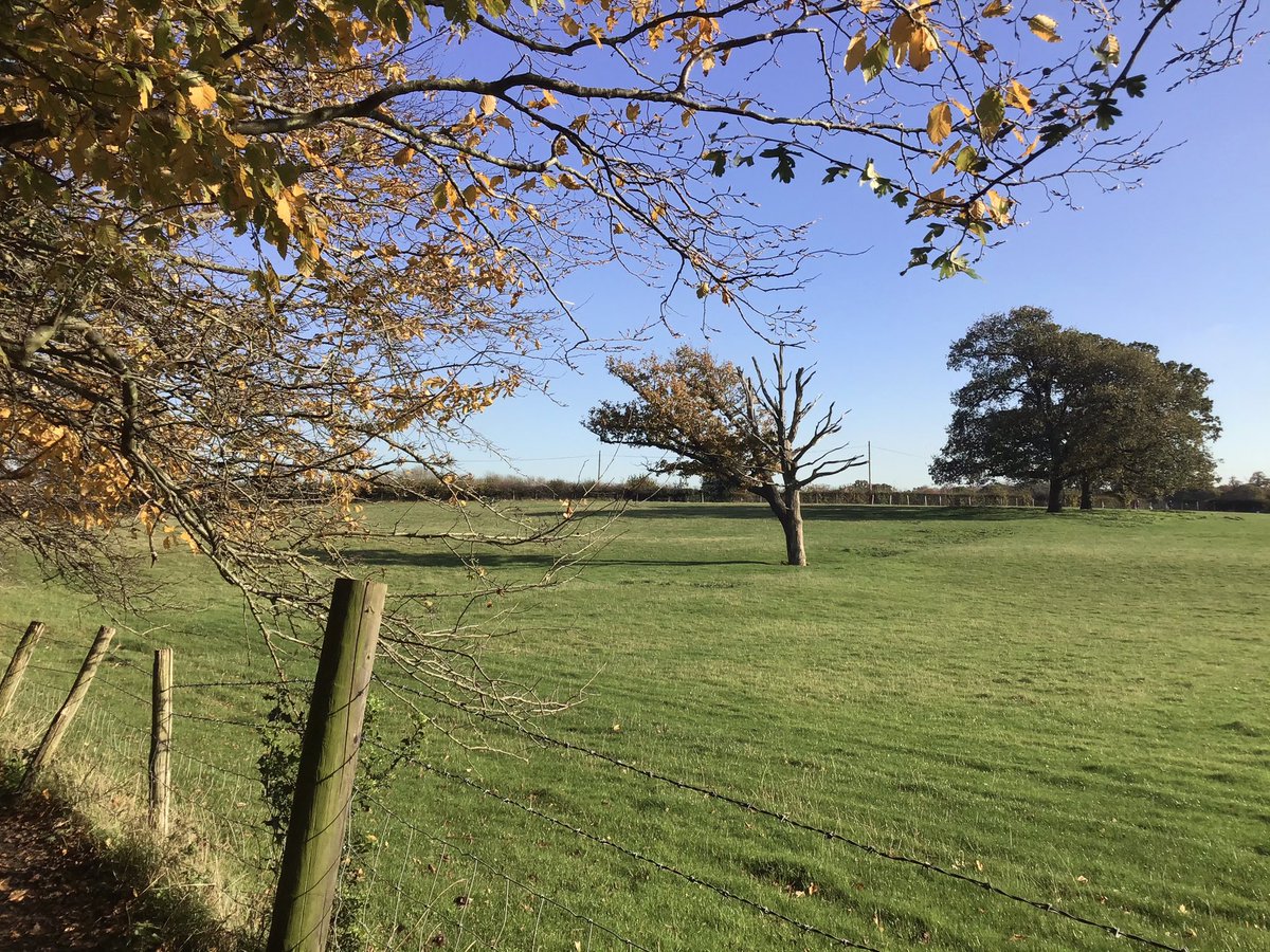 skylark22BHC1's tweet photo. Some more pics from my walk today around Hawkwood in Chislehurst. I love the tussocks in pic2, don’t ask me why. #tussocks #hawkwood #chislehurst #loveukweather @metoffice @SallyWeather @ChrisPage90 @bbcweather @LondonNPC https://t.co/GHqKZAJ3At